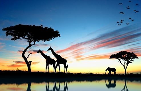 African Wildlife image